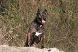 CANE CORSO 1387